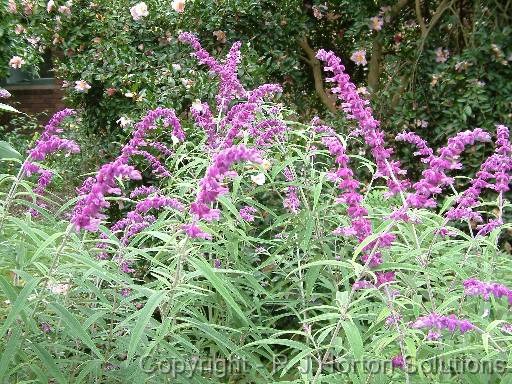 Salvia Leucantha 